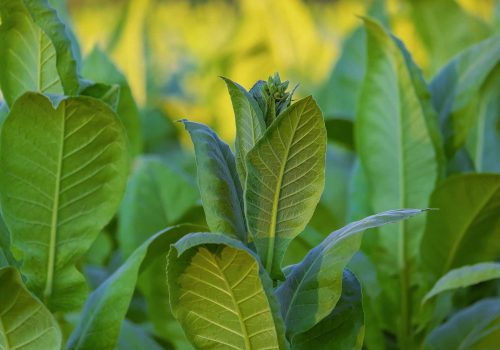 tobacco-4457130