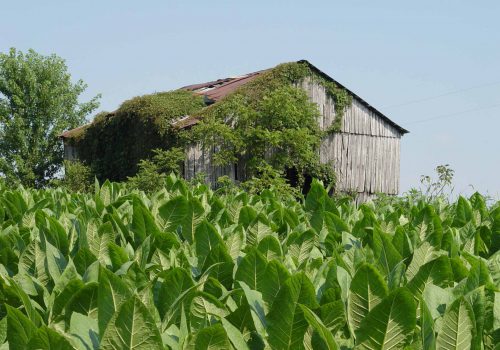 tobacco-field-1394271